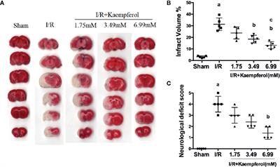 Kaempferol Protects Against Cerebral Ischemia Reperfusion Injury Through Intervening Oxidative and Inflammatory Stress Induced Apoptosis